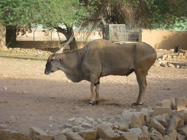 eland crossword clue