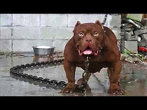 pitbull dangerous images