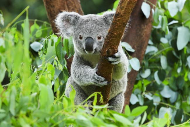 koala bear pics