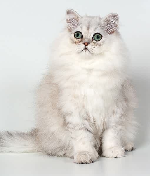 persian chinchilla cat