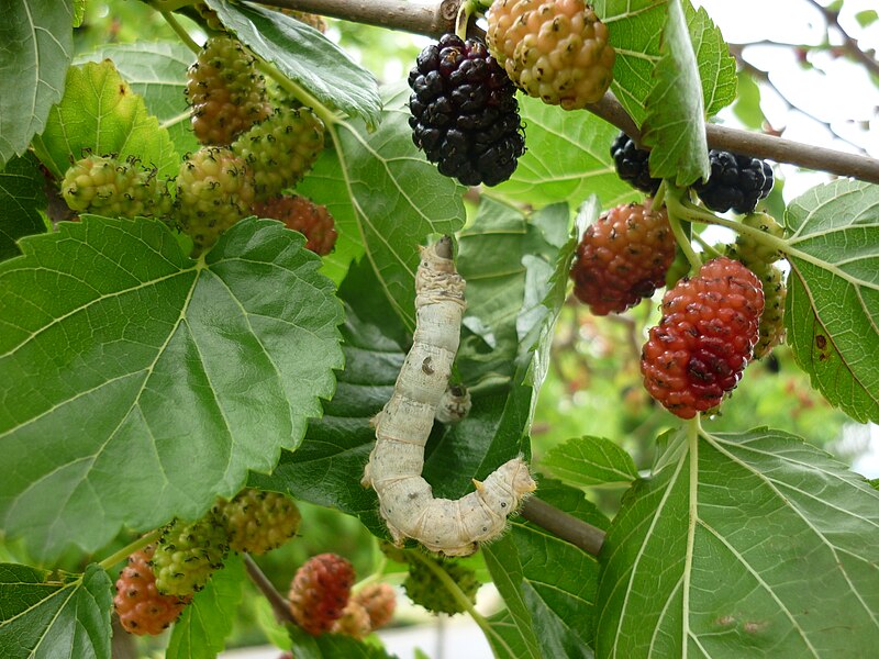 mulberry meaning in bengali