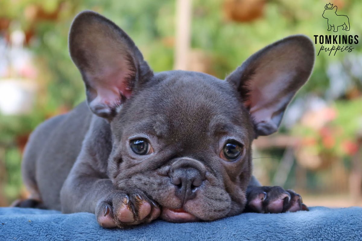 french bulldogs for sale near me