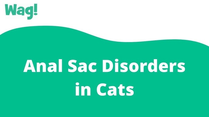 preputial discharge in male cats