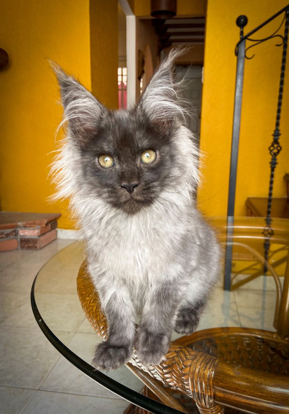 maine coon mexico df