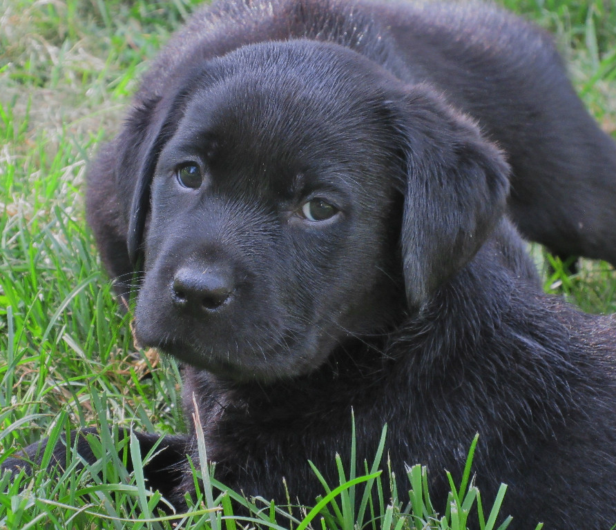 black lab cross puppies for sale