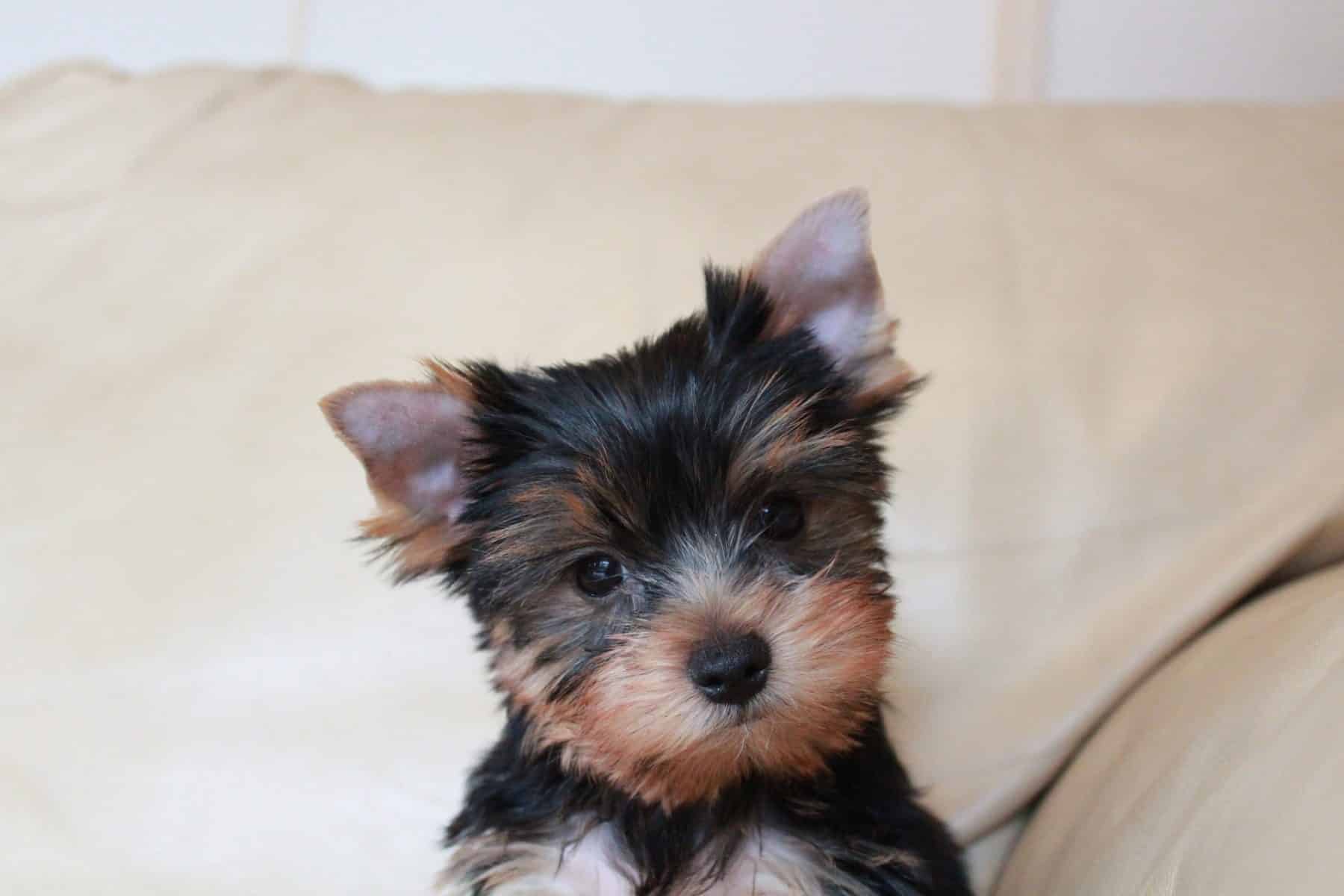 yorkshire terrier adopt