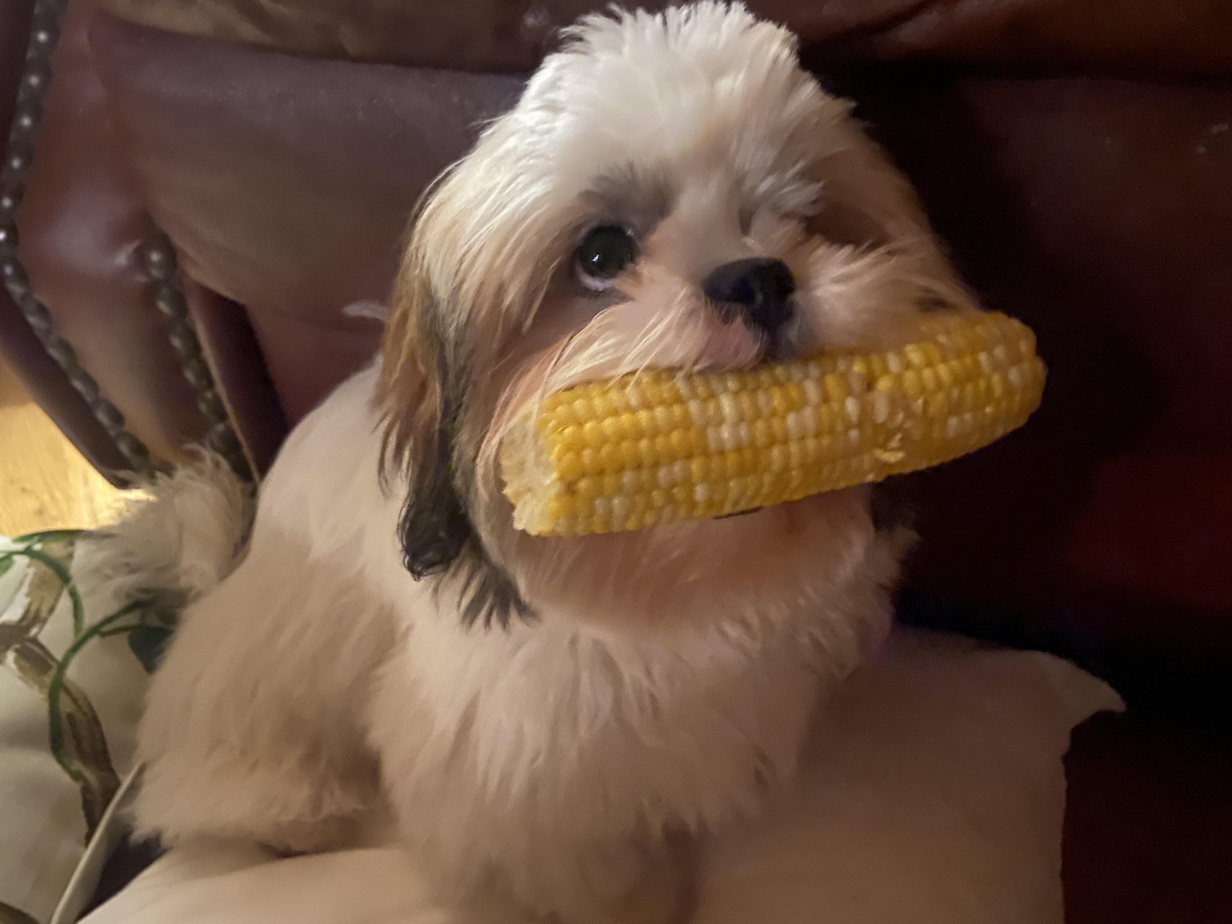 can shih tzu eat corn