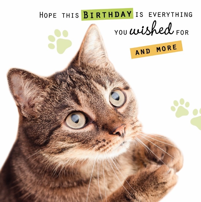 cat wishing happy birthday