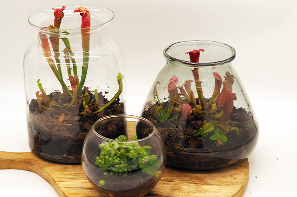 carnivorous plant terrarium