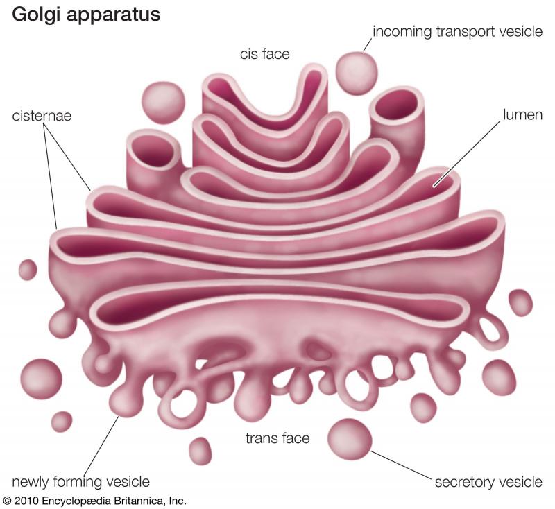 golgi aygıtı hangi canlı hücrelerde bulunur
