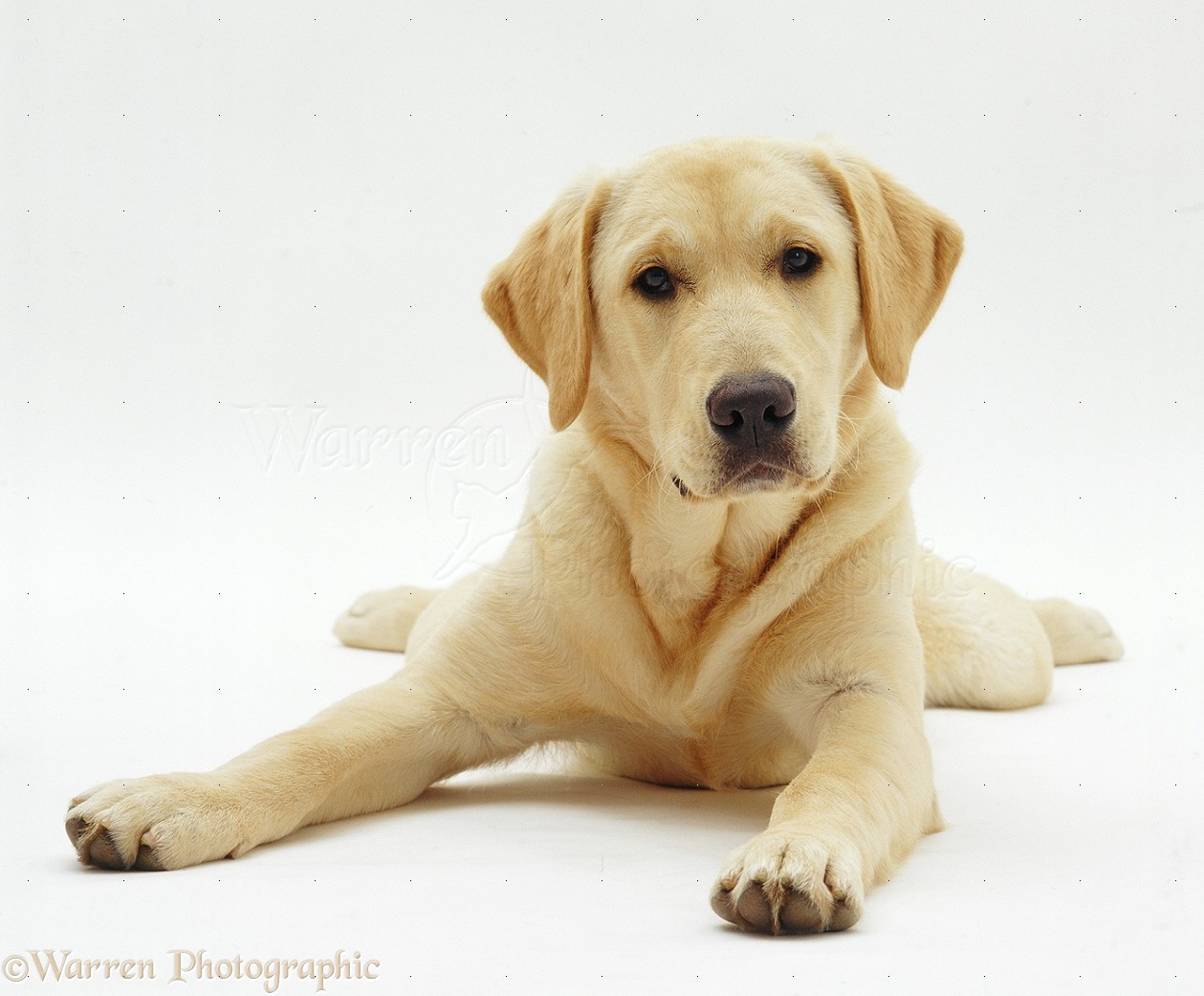 golden x labrador