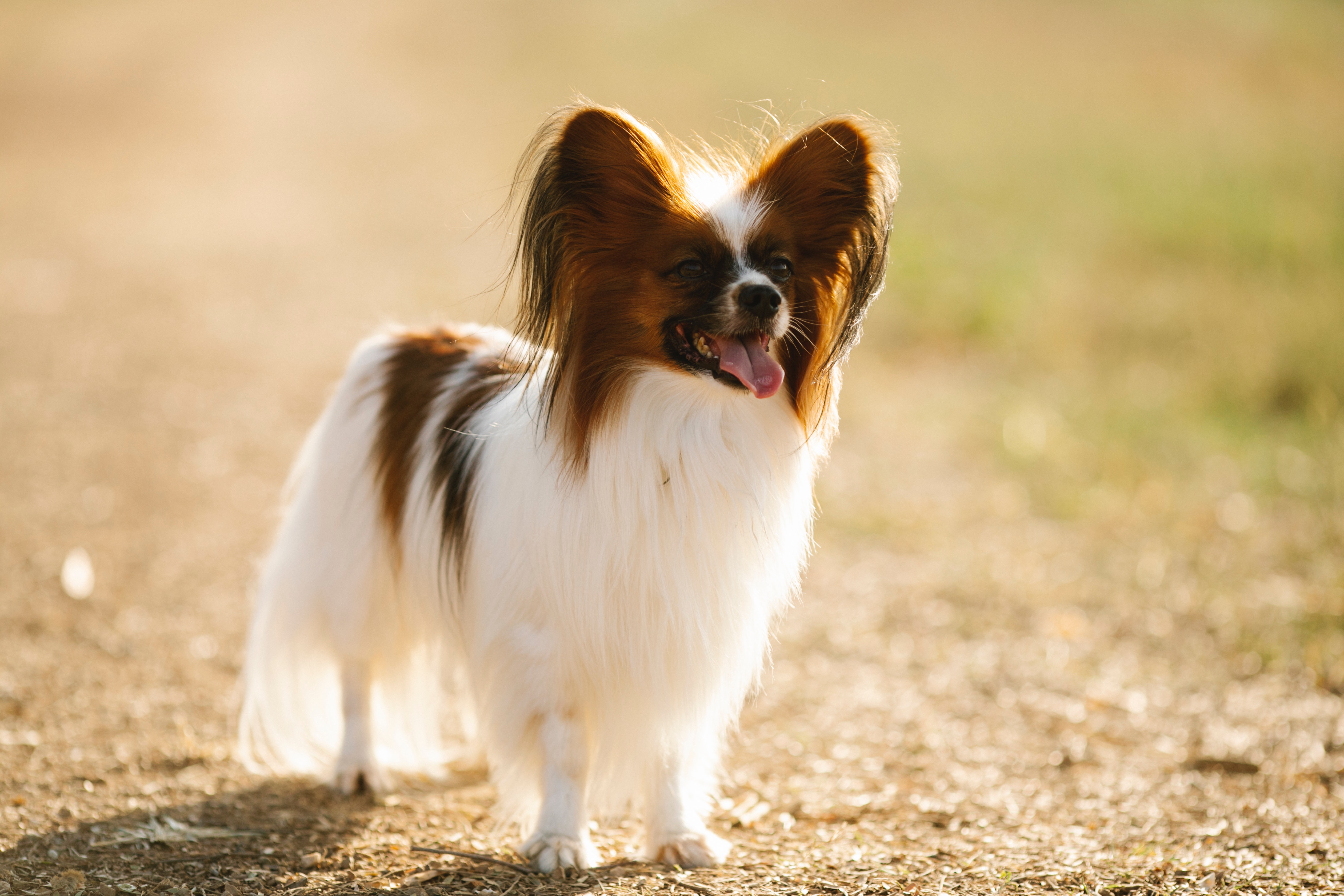 papillon puppies