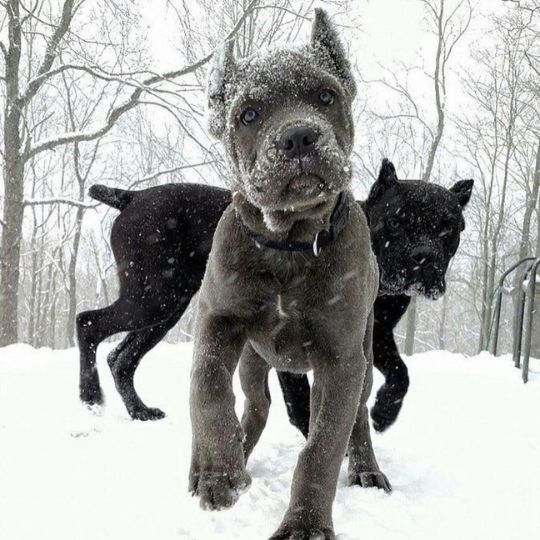 cane corso nieve