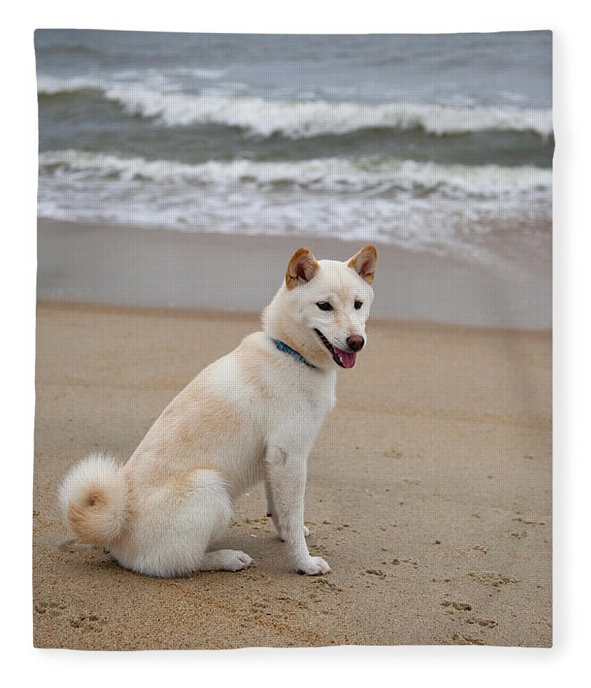 cream colored shiba inu