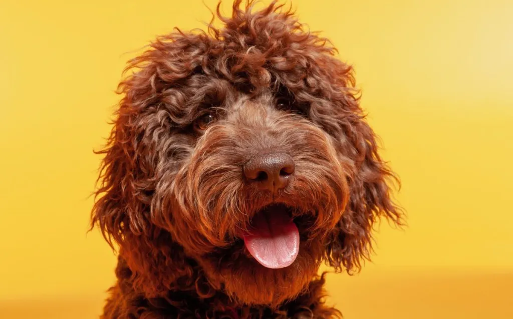 pics of a labradoodle