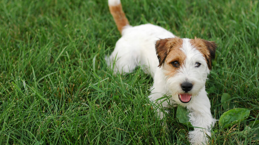 images jack russell terriers