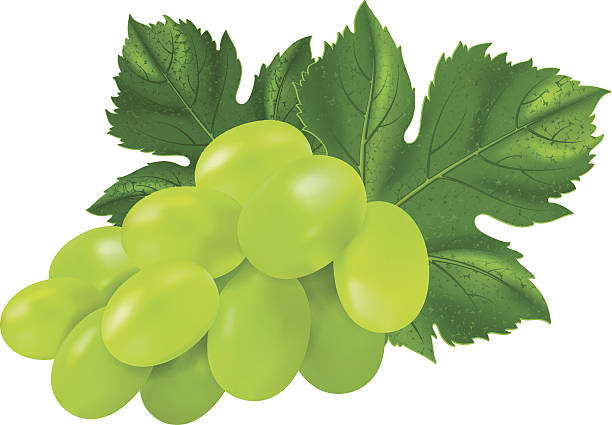 green grapes clipart