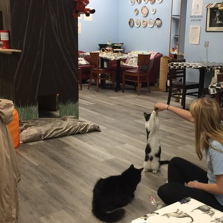 herne bay cat cafe