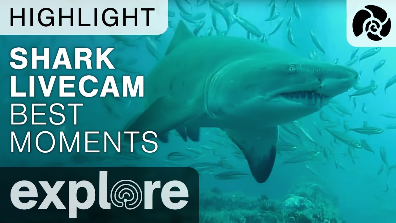 sharkys live cam