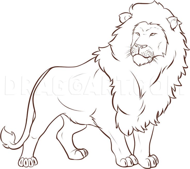 lion image sketch