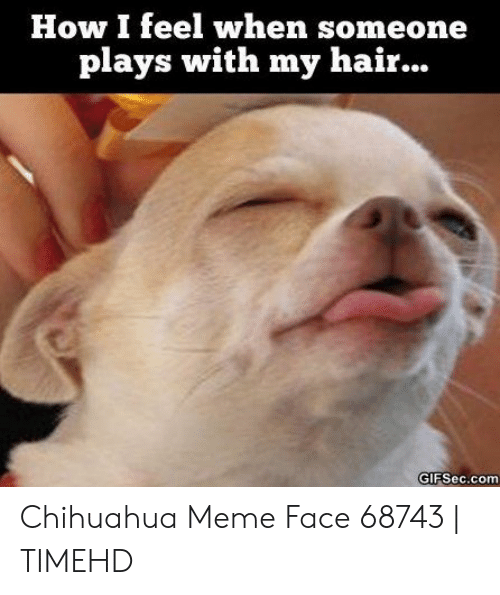 chihuahua meme face