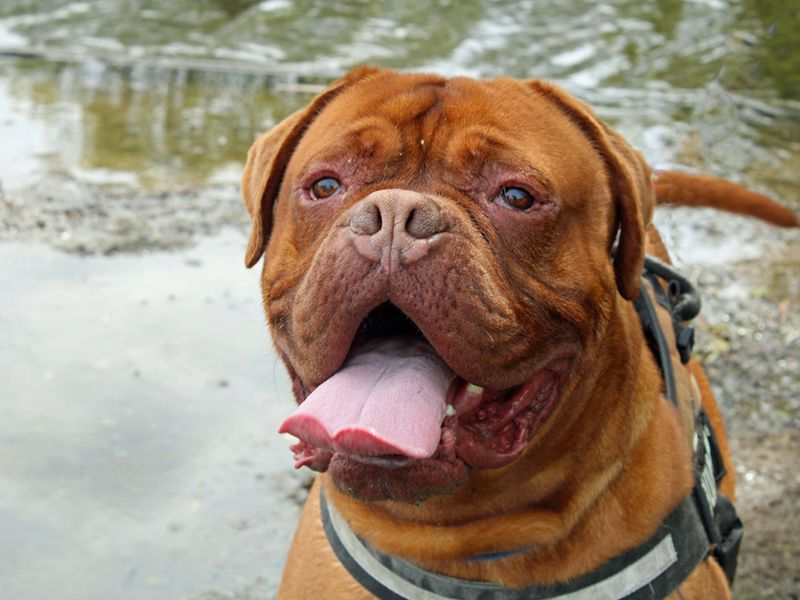 dogue de bordeaux rescue uk