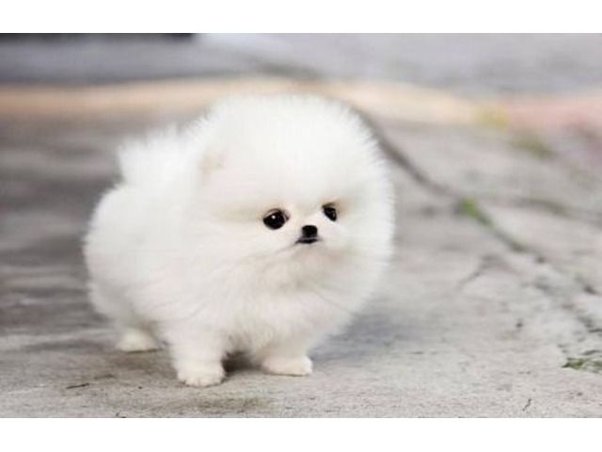 smallest pomeranian