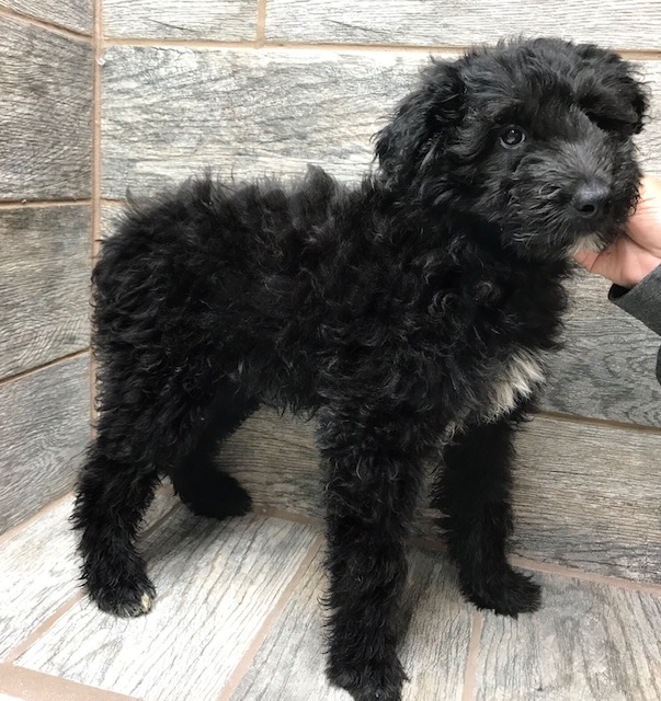 black aussiedoodle full grown