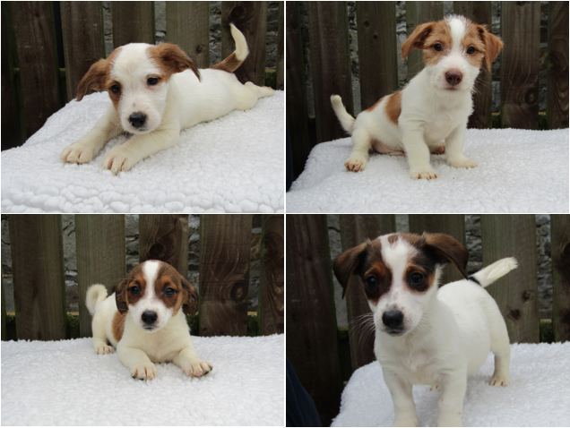 jack russell puppies rescue