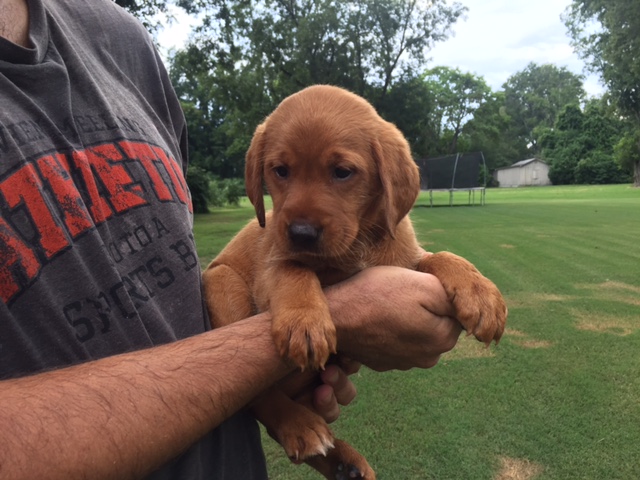 fox red lab puppies for sale in ny