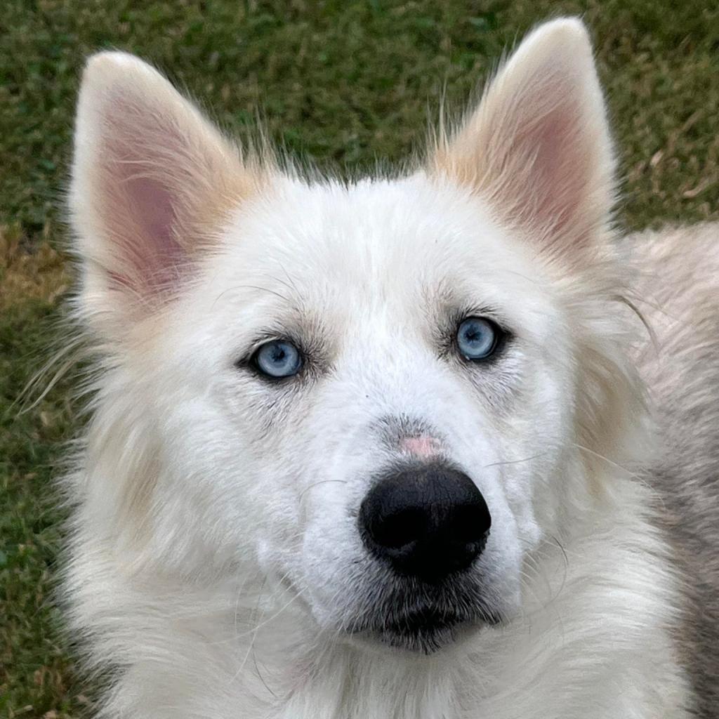 lovable mutts adoption center