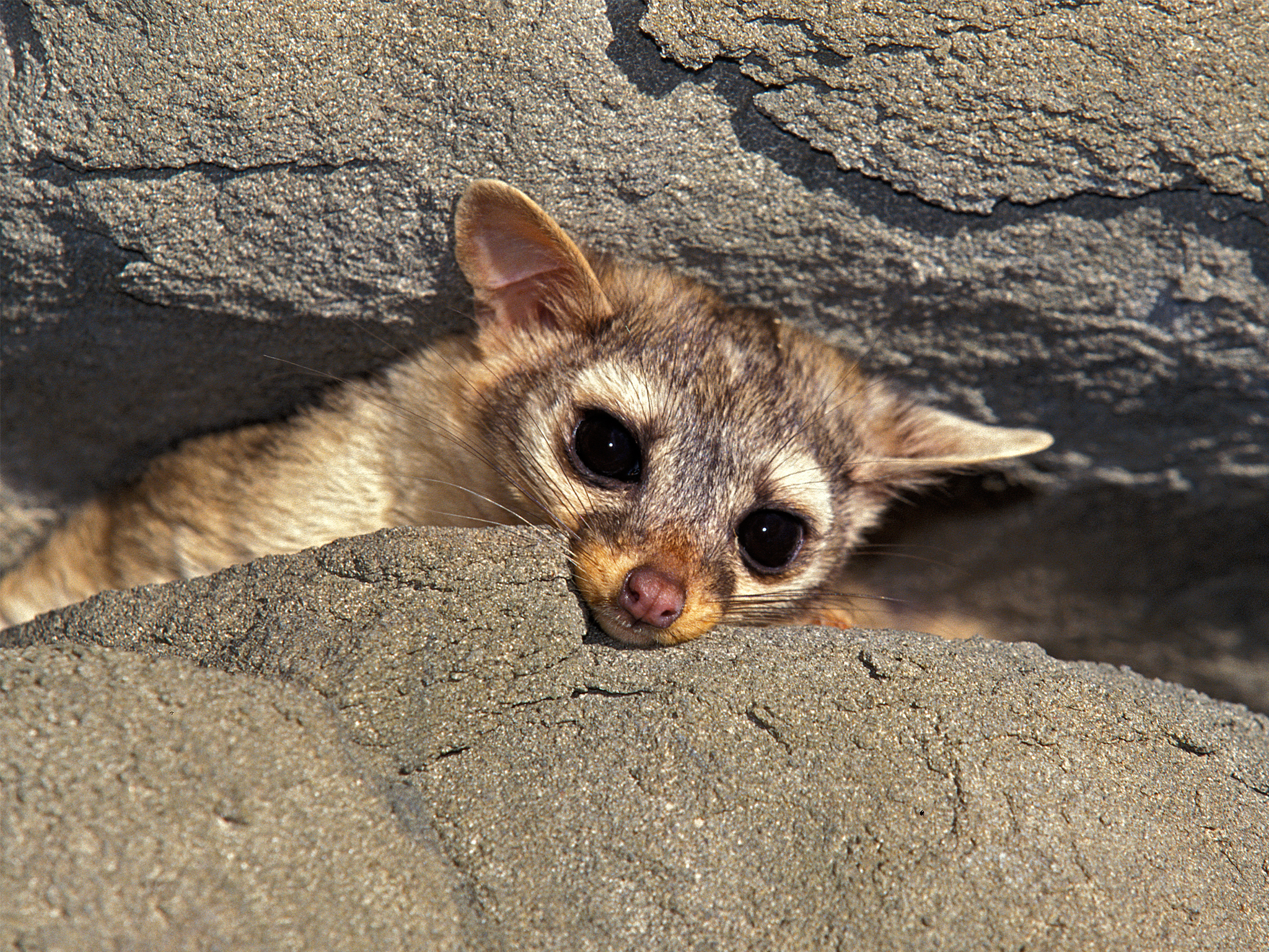 los cacomixtles comen gatos