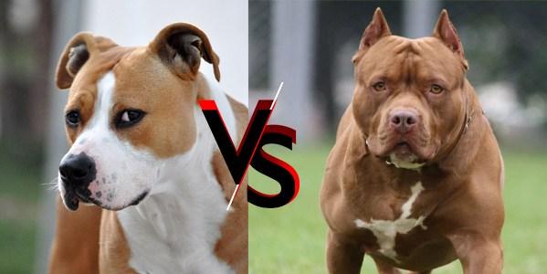 american pitbull terrier vs american staffordshire terrier