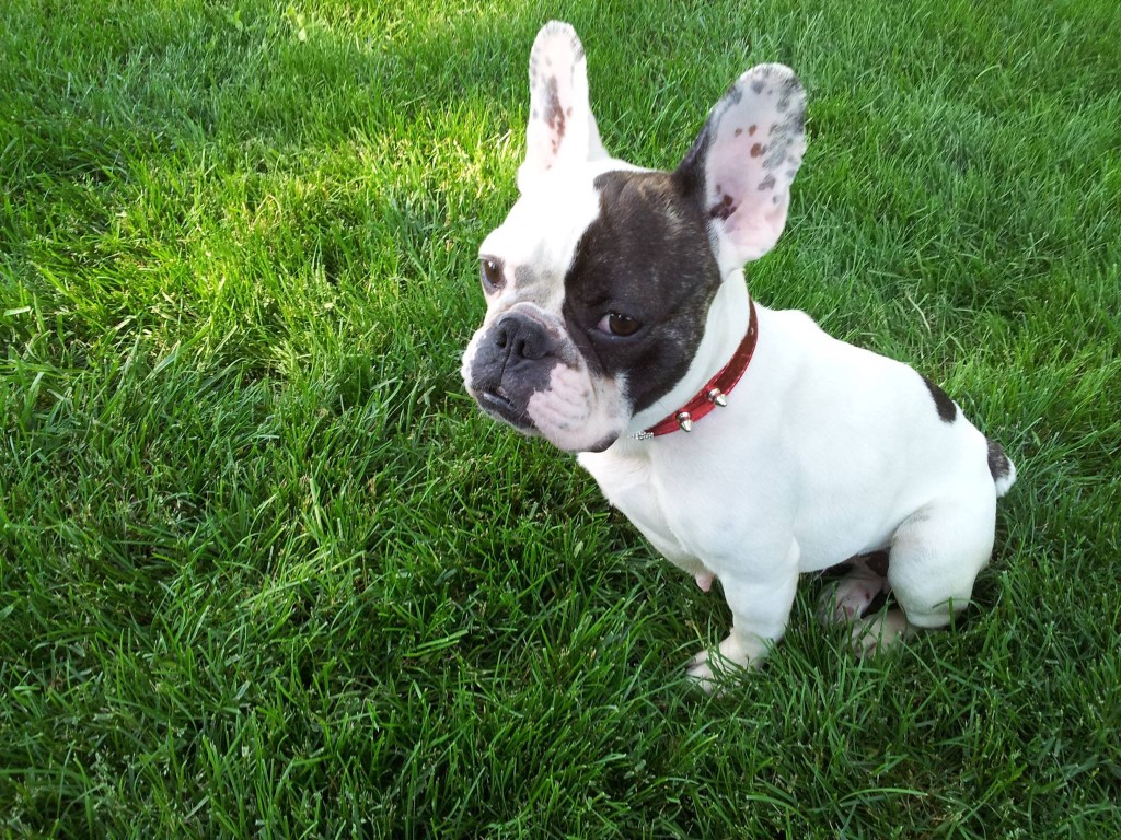 french bulldog animal rescue