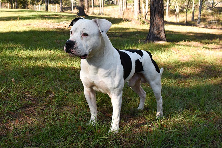 pictures of american bulldogs