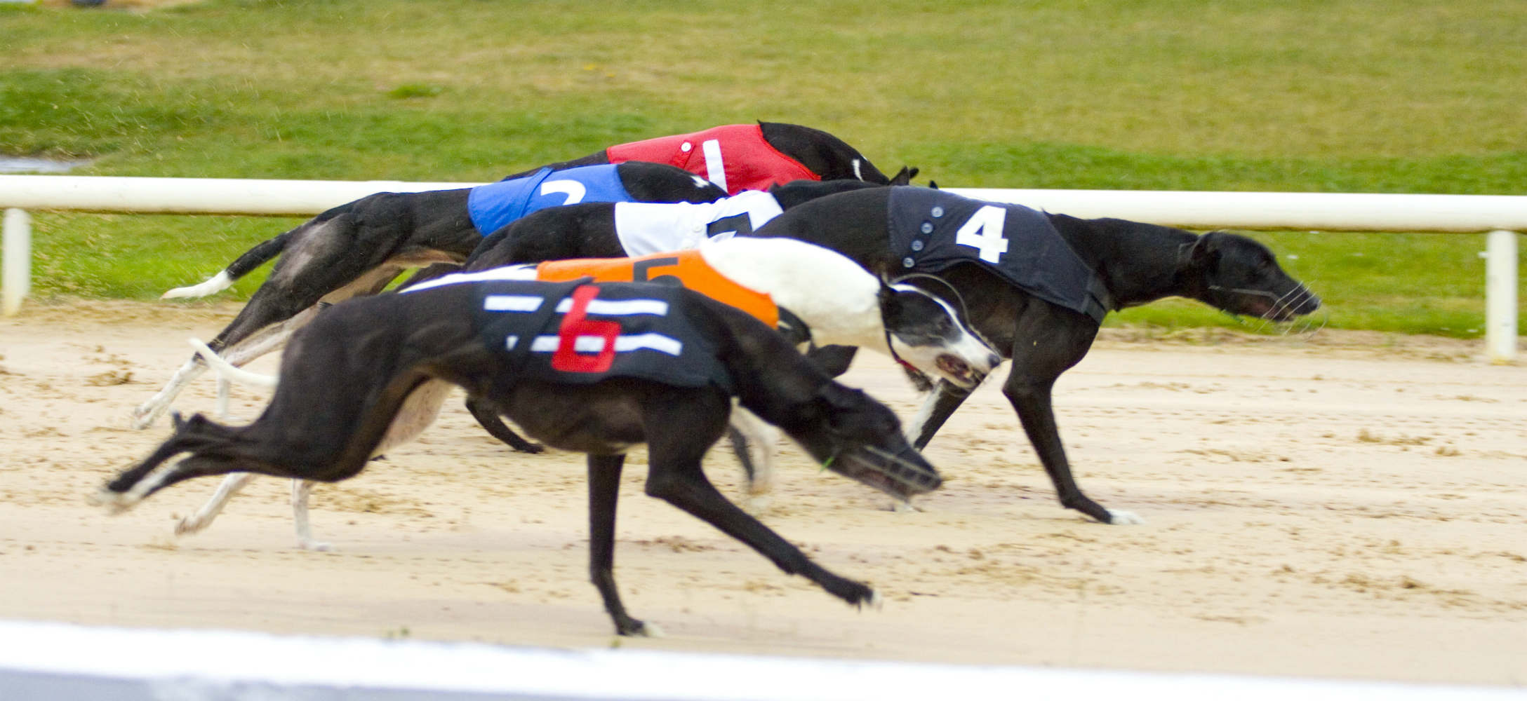 greyhound dog racing results