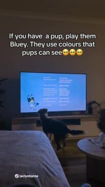 bluey colors dogs can see