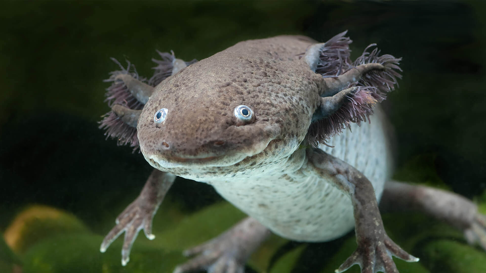 show me a pic of a axolotl