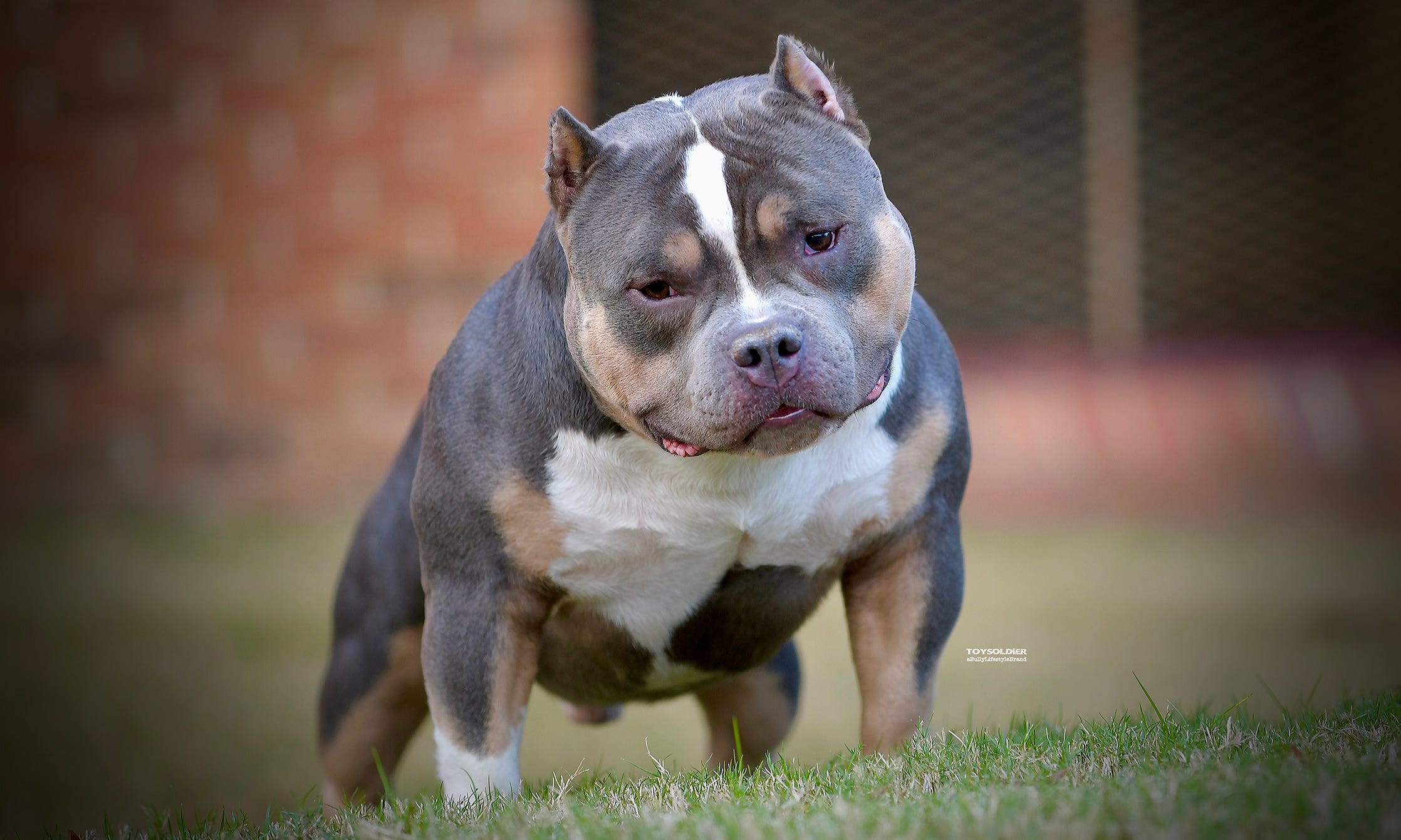 american bully price