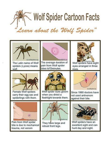 spider fact file