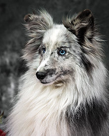 sheltie dog blue merle