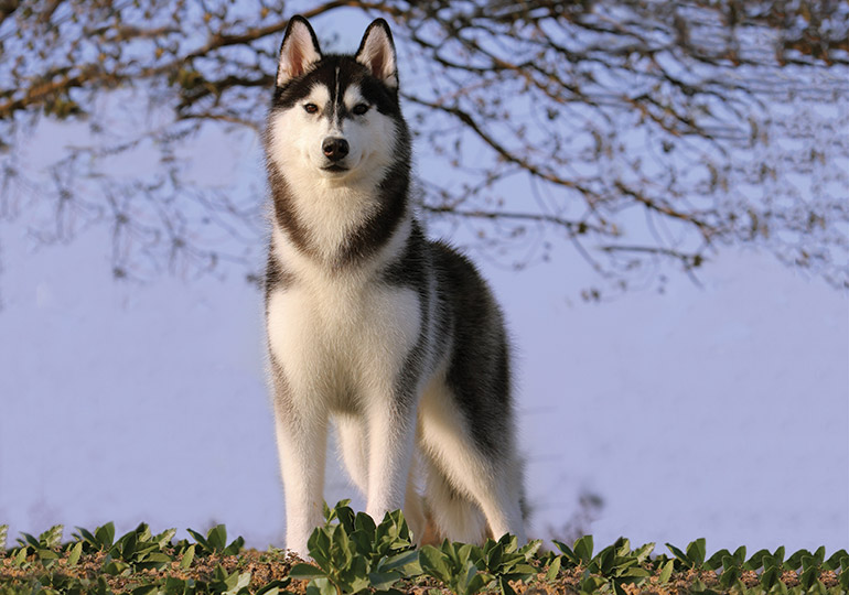 siberian husky puppies for sale nsw