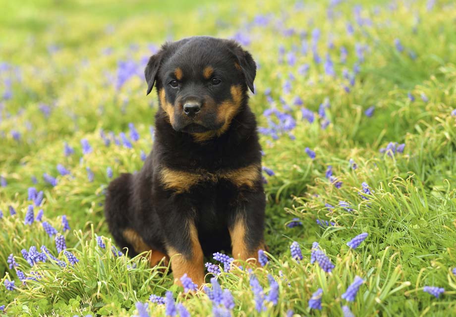 rottweiler puppies near me