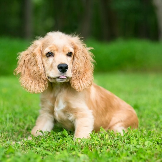 cocker spaniel puppies for sale