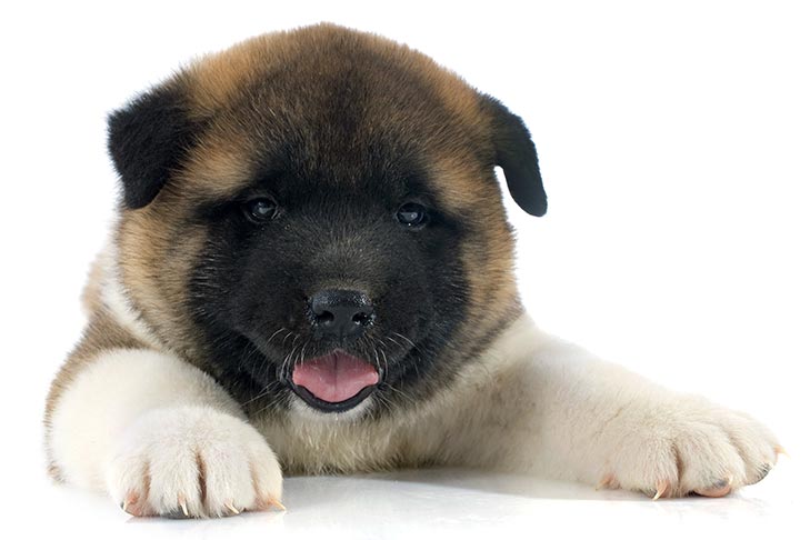 japanese akita for sale