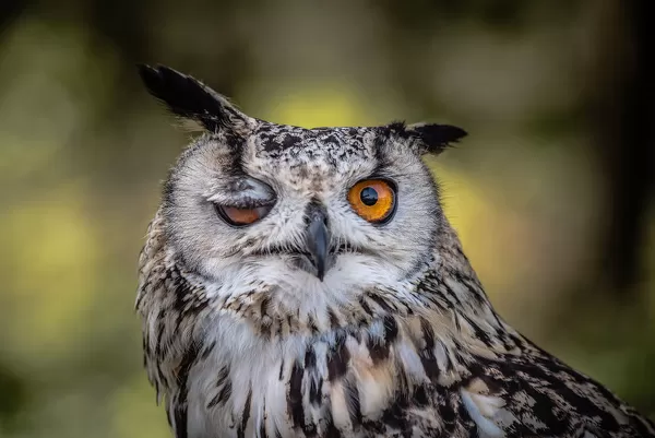 winking owl