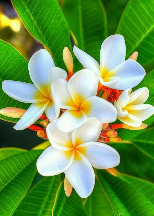 tropical flowering tree dan word