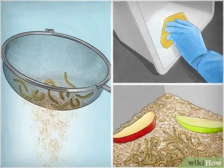 how to breed mealworms