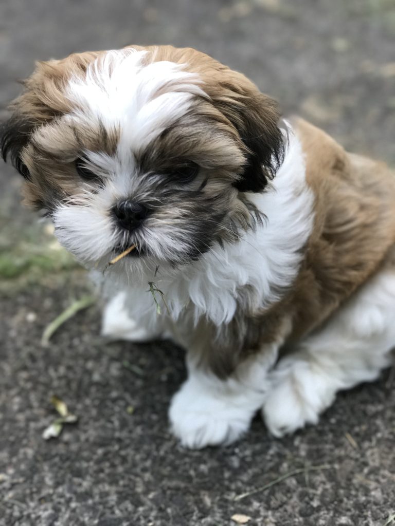 dogs shih tzu maltese