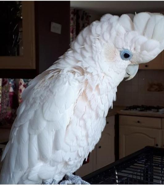 cockatoo sale uk